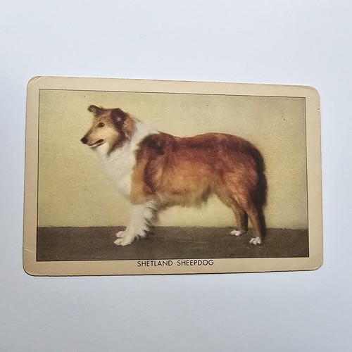 1950 shetland sheepdog - 1950,