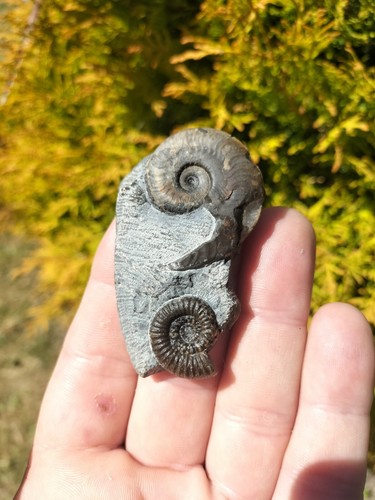 Harpoceras dac gracile - sp,