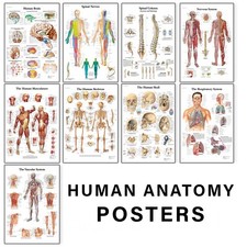 Human anatomy medical - anatomy,