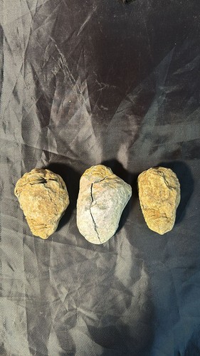 Rare calymene trilobite fossil - rare,