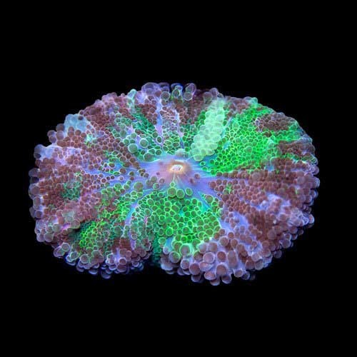 Aquacultured purple and - aquacultured, green