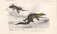 1861 ALLIGATOR & WALL GECKO - Hand-Coloured Antique Wall Art - 9.75 x 5.75 Inch