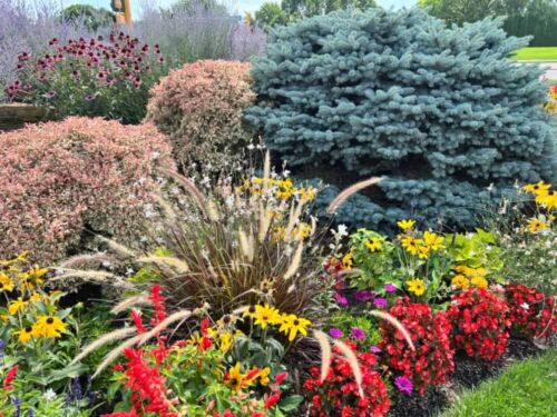 Flowering shrub plants mix - 6,
