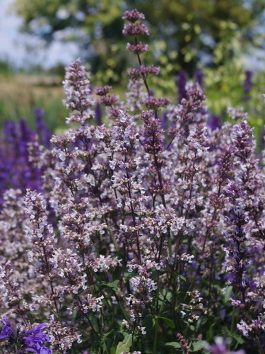 Nepeta nuda seeds - nepeta,