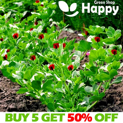 Asparagus pea seeds - -, 40