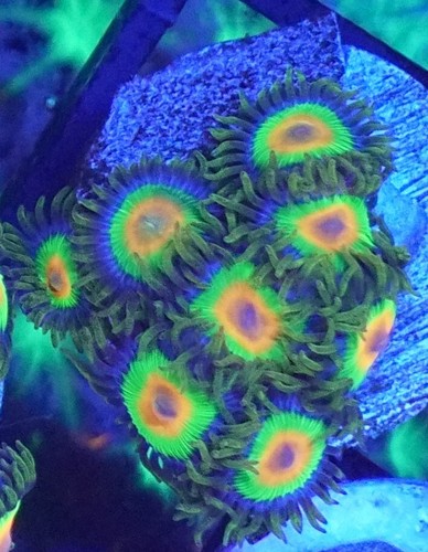Wysiwyg rasta zoa mini - zoa,