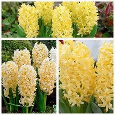Hyacinth Gipsy Princess Flower
