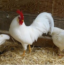 6 x White Leghorn🐓CHICKEN