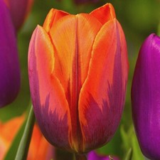 10 x Tulips - PRINCESS IRENE - Spring Flowering Perennial Garden Plant BULBS