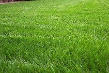 Annual Ryegrass Seed – Cool