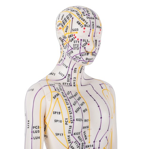Accurate acupuncture model - accurate,