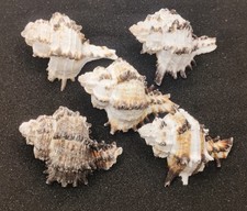 5 x (XL) Murex Endiva Shells for Hermit Crabs Homes Natural Seashells Decor 