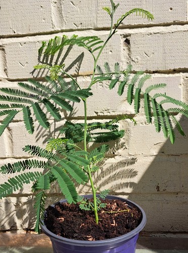 Acacia dealbata - acacia,
