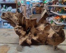 Derwen Oak Bogwood 16-43cm