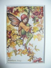 Vintage Flower Fairies Print & Mount The Hawthorn Fairy Cicely Barker c1930's 