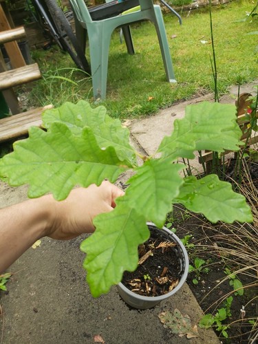 English oak seedling bonsai - oak,