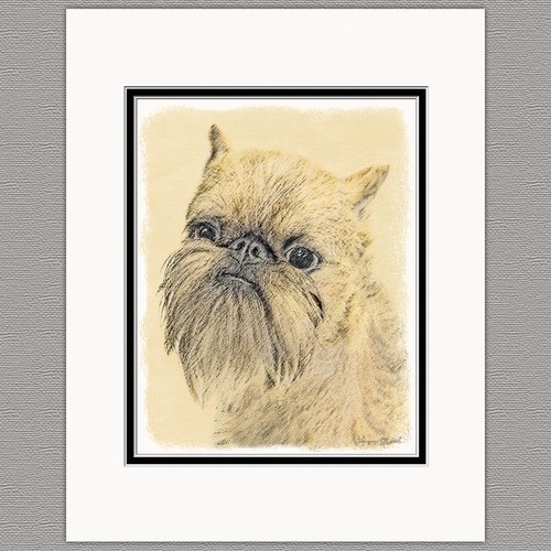 Brussels griffon bruxellois - brussels,