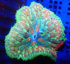 WYSIWYG Mini Maxi Marine Corals
