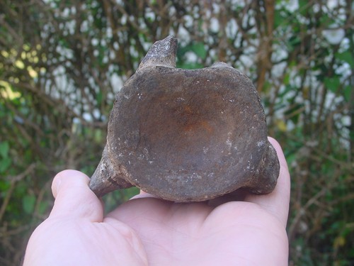 Rare jurassic kimmeridge - jurassic,