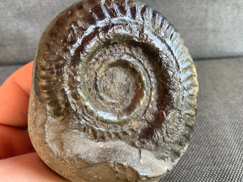 Whitby hildoceras fossil - hildoceras,