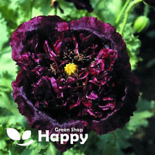 POPPY BLACK PEONY - 1000 SEEDS - Papaver Paeoniflorum - Huge double flower