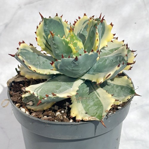 15cm agave isthmensis - 13-15cm+,