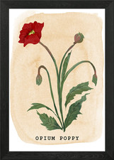 Opium Poppy Plant Framed Wall