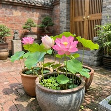 50 Pieces Lotus Flower Seeds |