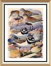 70+y Old Vintage TUNNICLIFFE Lithograph Wall Art Print Sea Bird DUNLING & PLOVER