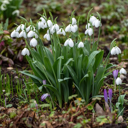 Snowdrop elwesii 25 - snowdrop,