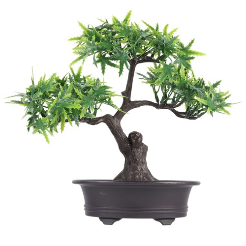 Bonsai for beginners - bonsai,