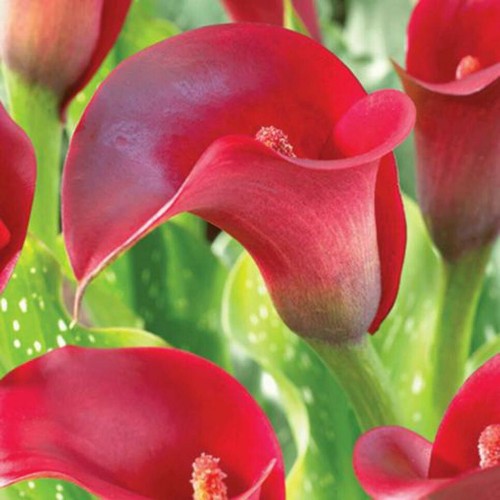 Red calla lily - 🌺🌺,