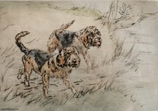 Otterhound otter hound dog - otterhound,