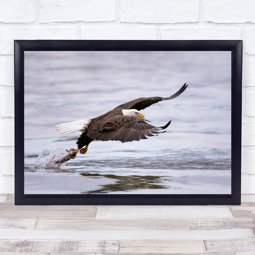 Bald eagle near - near, wings