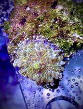 🔰🍄Green/Purple Ricordea