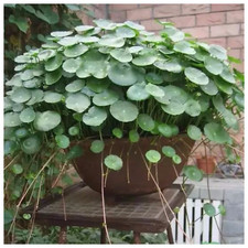 3 Hydrocotyle Water Gotu-Kola