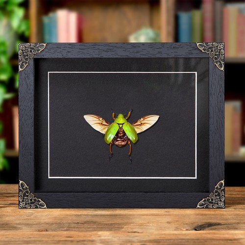 Ruteline scarab beetle - ruteline,