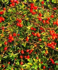 Dog rose ROSA CANINA PLANT organic garden grown plant HEALTHY BERRIES 9 cm pot