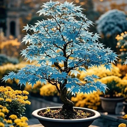Rare blue japanese maple - 15,