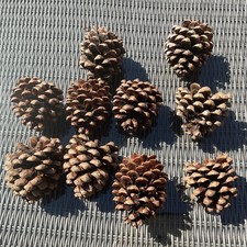 Giant Large Real Fir Cones