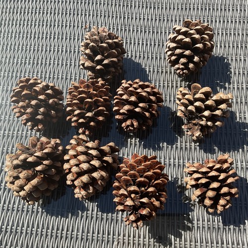 Giant large real fir - large,