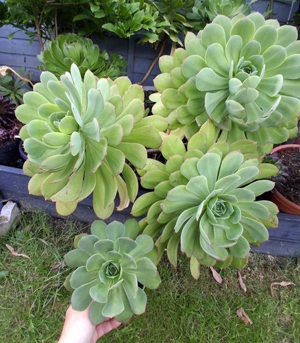 Aeonium lemon lime reverted - aeonium,