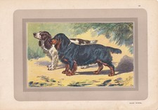 1931 COCKER SPANIEL Print - Original Antique Dog Wall Art - 11 x 7.75 Inches