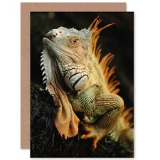 Animal Portrait Iguana Lizard