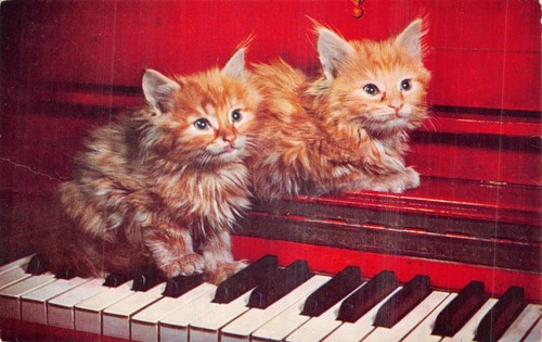 Cat postcard ginger kittens - ginger,
