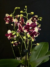 Phalaenopsis "Catania"
