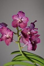 Deep Blush | Vanda Orchid |