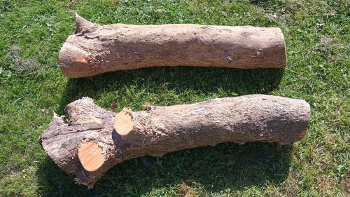 Rhododendron wood turning arts