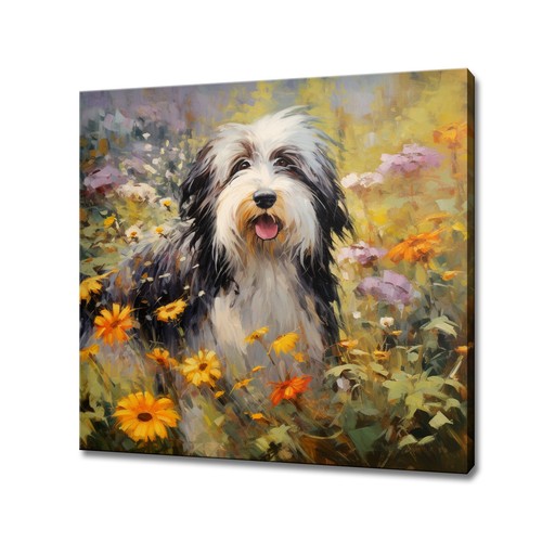 Bearded collie dog colourful - bearded,