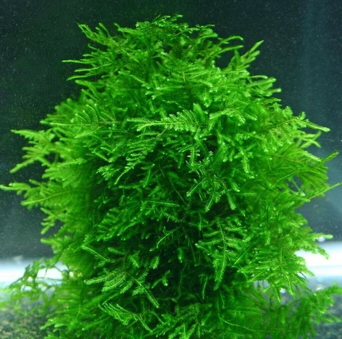 Christmas moss vesicularia - christmas,